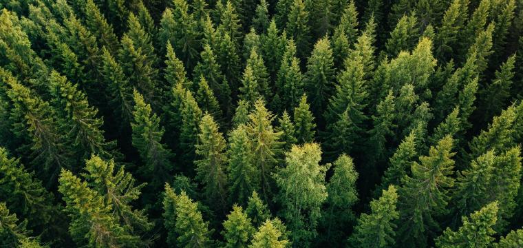 Aerial view of green trees in forest