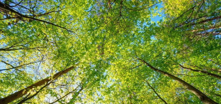 A canopy of tall trees with sun shining through