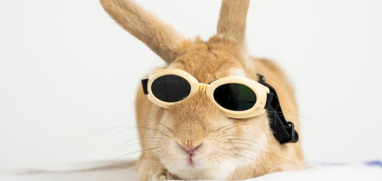 Wales first clinic for exotic animals secures backing of the