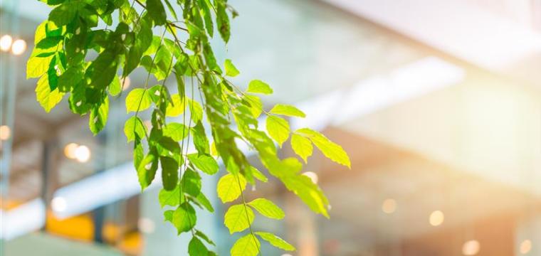 Green business